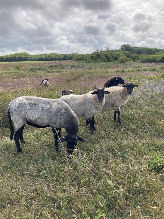 A history of the decline of wool